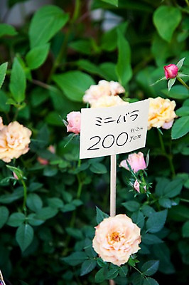 포토 JPG 식물 꽃 아시아 잎 일본문화 나뭇잎 풍경 사람없음 판매 일본 꽃집 가격표 국내포토 동양문화 나라 외국문화 상점 파일형식