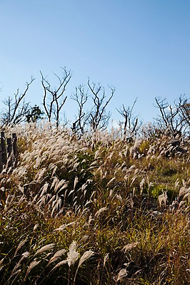 포토 JPG 주간 나무 식물 아시아 일본문화 자연 풍경 초원 사람없음 야외 일본 풀 억새 하코네 억새밭 국내포토 자연요소 동양문화 나라 외국문화 생태계 파일형식