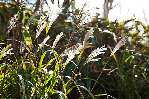 포토 JPG 주간 식물 아시아 일본문화 자연 풍경 초원 사람없음 야외 일본 풀 풀잎 억새 하코네 국내포토 자연요소 동양문화 나라 외국문화 잎 풀_식물 생태계 파일형식