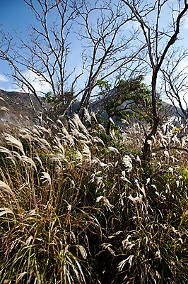 포토 JPG 주간 나무 식물 아시아 일본문화 자연 산 풍경 초원 사람없음 야외 일본 풀 억새 하코네 국내포토 자연요소 동양문화 나라 외국문화 생태계 파일형식