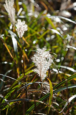 포토 JPG 주간 식물 아시아 일본문화 자연 풍경 초원 사람없음 야외 일본 풀 억새 하코네 국내포토 자연요소 동양문화 나라 외국문화 생태계 파일형식
