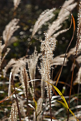 포토 JPG 주간 식물 아시아 일본문화 자연 풍경 초원 사람없음 야외 일본 풀 억새 하코네 국내포토 자연요소 동양문화 나라 외국문화 생태계 파일형식