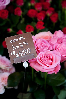 포토 JPG 식물 꽃 아시아 분홍색 일본문화 풍경 사람없음 장미 판매 일본 꽃집 가격표 국내포토 동양문화 나라 컬러 외국문화 상점 파일형식