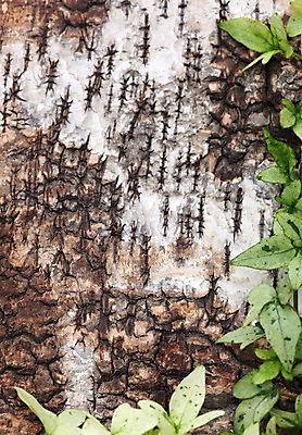 포토 JPG 스튜디오촬영 식물 계절 백그라운드 잎 자연 실내 사람없음 목재 봄 식물백그라운드 나무껍질 국내포토 나무 재료 내부 껍질 생태계 파일형식