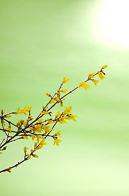 포토 JPG 스튜디오촬영 식물 계절 꽃 백그라운드 자연 실내 사람없음 빛 노란색 봄 개나리 식물백그라운드 국내포토 컬러 내부 생태계 파일형식