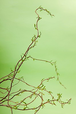 포토 JPG 스튜디오촬영 식물 계절 줄기 백그라운드 잎 자연 실내 사람없음 봄 식물백그라운드 국내포토 내부 생태계 파일형식