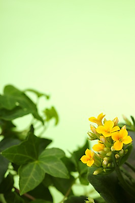 포토 JPG 스튜디오촬영 식물 계절 꽃 백그라운드 잎 자연 실내 노란색 봄 식물백그라운드 국내포토 컬러 내부 생태계 파일형식