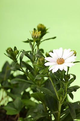 포토 JPG 스튜디오촬영 식물 계절 꽃 백그라운드 잎 자연 국화 실내 봄 흰색 식물백그라운드 국내포토 컬러 내부 생태계 파일형식