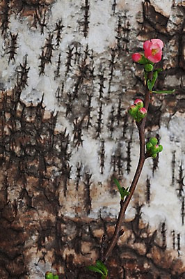 포토 JPG 스튜디오촬영 식물 계절 꽃 백그라운드 자연 실내 목재 빨간색 봄 꽃봉오리 식물백그라운드 나무껍질 국내포토 나무 컬러 재료 내부 껍질 생태계 파일형식