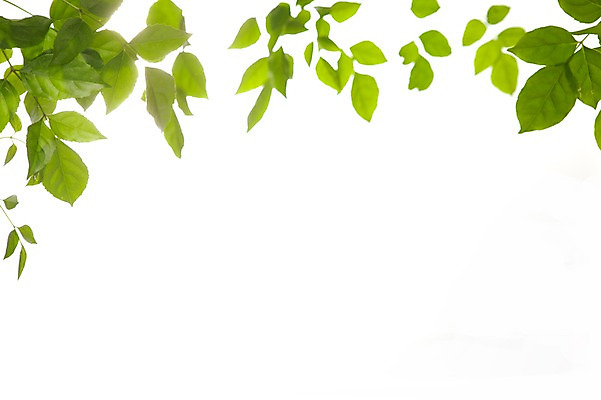 포토 JPG 스튜디오촬영 식물 계절 백그라운드 잎 자연 나뭇잎 실내 누끼 빛 봄 식물백그라운드 국내포토 내부 생태계 파일형식