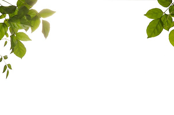 포토 JPG 스튜디오촬영 식물 계절 백그라운드 잎 자연 나뭇잎 실내 누끼 빛 봄 식물백그라운드 국내포토 내부 생태계 파일형식