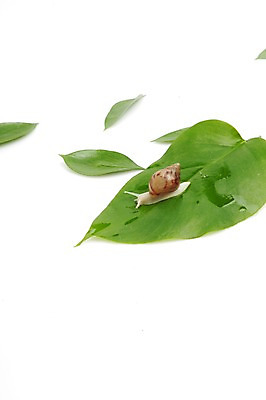 포토 JPG 스튜디오촬영 식물 계절 백그라운드 잎 자연 연체동물 실내 누끼 봄 달팽이 식물백그라운드 국내포토 무척추동물 내부 생태계 파일형식