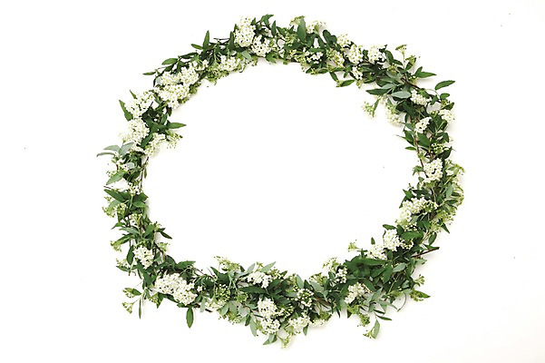 포토 JPG 스튜디오촬영 식물 계절 꽃 줄기 백그라운드 잎 자연 프레임 실내 틀 누끼 봄 흰색 식물백그라운드 원형프레임 꽃프레임 국내포토 컬러 내부 원형 생태계 파일형식