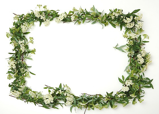 포토 JPG 스튜디오촬영 식물 계절 꽃 줄기 백그라운드 잎 자연 사각프레임 프레임 실내 틀 누끼 사각형 봄 흰색 식물백그라운드 꽃프레임 국내포토 도형 컬러 내부 생태계 파일형식