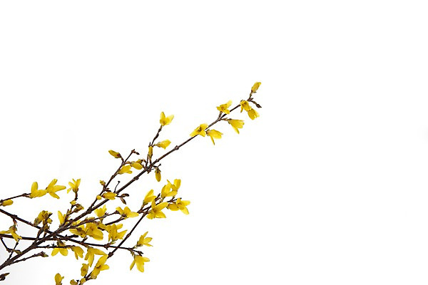 포토 JPG 스튜디오촬영 식물 계절 꽃 백그라운드 자연 실내 누끼 사람없음 노란색 봄 개나리 식물백그라운드 국내포토 컬러 내부 생태계 파일형식