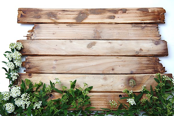 포토 JPG 스튜디오촬영 식물 계절 꽃 줄기 백그라운드 잎 자연 실내 목재 봄 흰색 식물백그라운드 나무조각 국내포토 나무 컬러 재료 내부 생태계 파일형식