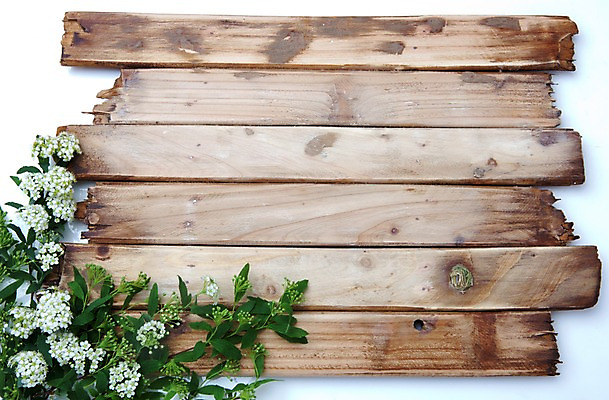 포토 JPG 스튜디오촬영 식물 계절 꽃 줄기 백그라운드 잎 자연 실내 목재 봄 흰색 식물백그라운드 나무조각 국내포토 나무 컬러 재료 내부 생태계 파일형식