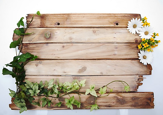 포토 JPG 스튜디오촬영 식물 계절 꽃 줄기 백그라운드 잎 자연 국화 실내 목재 노란색 봄 흰색 식물백그라운드 나무조각 국내포토 나무 컬러 재료 내부 생태계 파일형식