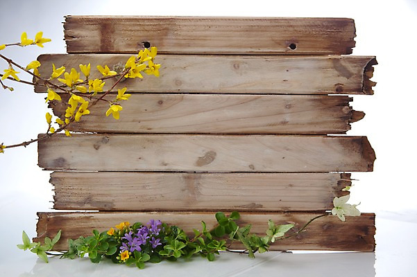 포토 JPG 스튜디오촬영 식물 계절 꽃 줄기 백그라운드 잎 자연 실내 목재 노란색 보라색 봄 흰색 개나리 식물백그라운드 나무조각 국내포토 나무 컬러 재료 내부 생태계 파일형식