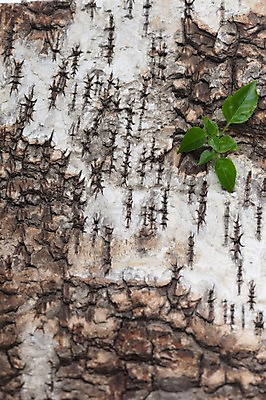 포토 JPG 스튜디오촬영 나무 식물 계절 백그라운드 잎 자연 실내 목재 봄 풀 식물백그라운드 나무껍질 국내포토 재료 내부 껍질 생태계 파일형식