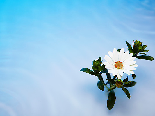 포토 JPG 스튜디오촬영 식물 계절 꽃 물결 백그라운드 잎 한송이 꽃백그라운드 자연 국화 실내 사람없음 물 봄 흰색 식물백그라운드 국내포토 자연요소 1 컬러 내부 생태계 송이 파일형식