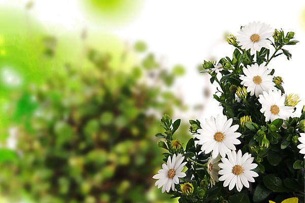 스튜디오촬영 PSD 식물 편집이미지 계절 꽃 여러송이 백그라운드 잎 꽃백그라운드 자연 국화 실내 사람없음 봄 흰색 식물백그라운드 편집포토 이미지편집 컬러 다수 내부 생태계 파일형식