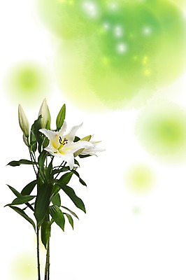 스튜디오촬영 PSD 식물 편집이미지 계절 꽃 여러송이 백그라운드 잎 자연 실내 사람없음 봄 흰색 백합 꽃봉오리 식물백그라운드 번짐 편집포토 이미지편집 컬러 다수 내부 생태계 파일형식 효과