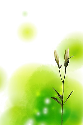 스튜디오촬영 PSD 식물 편집이미지 계절 꽃 백그라운드 꽃백그라운드 자연 실내 사람없음 봄 백합 꽃봉오리 식물백그라운드 번짐 편집포토 이미지편집 내부 생태계 파일형식 효과