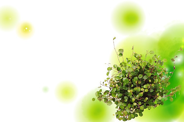 스튜디오촬영 PSD 식물 편집이미지 계절 백그라운드 잎 자연 실내 봄 풀 식물백그라운드 번짐 편집포토 이미지편집 내부 생태계 파일형식 효과