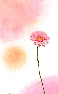 스튜디오촬영 PSD 식물 편집이미지 계절 꽃 분홍색 백그라운드 한송이 꽃백그라운드 자연 실내 가을꽃 사람없음 봄 식물백그라운드 번짐 거베라 편집포토 이미지편집 1 컬러 내부 생태계 송이 파일형식 효과 가을_계절