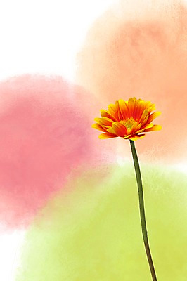 스튜디오촬영 PSD 식물 편집이미지 계절 꽃 백그라운드 한송이 꽃백그라운드 자연 실내 가을꽃 사람없음 주황색 봄 식물백그라운드 번짐 거베라 편집포토 이미지편집 1 컬러 내부 생태계 송이 파일형식 효과 가을_계절