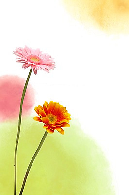 스튜디오촬영 PSD 식물 편집이미지 계절 꽃 분홍색 백그라운드 꽃백그라운드 자연 실내 가을꽃 사람없음 주황색 봄 두송이 식물백그라운드 번짐 거베라 편집포토 이미지편집 컬러 2 내부 생태계 파일형식 효과 가을_계절