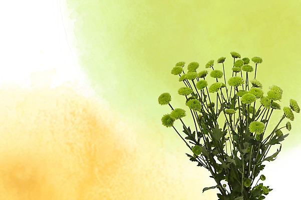 스튜디오촬영 PSD 식물 편집이미지 계절 꽃 여러송이 백그라운드 잎 꽃백그라운드 자연 국화 실내 사람없음 초록색 봄 소국 식물백그라운드 번짐 편집포토 이미지편집 컬러 다수 내부 생태계 파일형식 효과