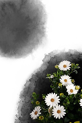 스튜디오촬영 PSD 식물 편집이미지 계절 꽃 여러송이 백그라운드 잎 꽃백그라운드 자연 국화 실내 사람없음 봄 흰색 식물백그라운드 번짐 편집포토 이미지편집 컬러 다수 내부 생태계 파일형식 효과