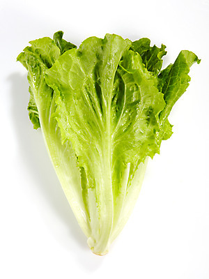 포토 JPG 스튜디오촬영 음식 백그라운드 채소 식재료 실내 누끼 사람없음 농작물 쌈 청경채 쌈채소 국내포토 농업 내부 파일형식