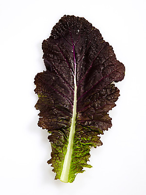 포토 JPG 스튜디오촬영 음식 백그라운드 채소 식재료 실내 누끼 사람없음 농작물 상추 쌈 쌈채소 국내포토 농업 내부 파일형식