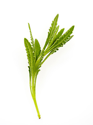 포토 JPG 스튜디오촬영 식물 백그라운드 실내 누끼 사람없음 풀 국내포토 내부 파일형식