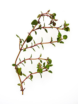 포토 JPG 스튜디오촬영 식물 백그라운드 실내 누끼 사람없음 풀 국내포토 내부 파일형식