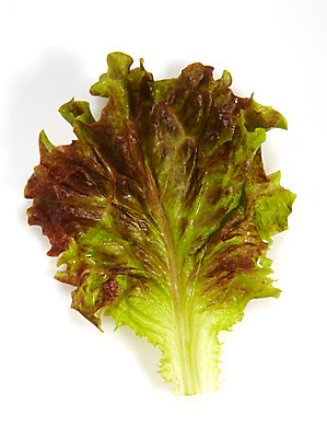 포토 JPG 스튜디오촬영 음식 백그라운드 채소 식재료 실내 누끼 사람없음 농작물 상추 쌈 쌈채소 국내포토 농업 내부 파일형식