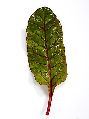 포토 JPG 스튜디오촬영 음식 백그라운드 채소 식재료 실내 누끼 사람없음 농작물 쌈 뉴그린 쌈채소 국내포토 농업 내부 파일형식