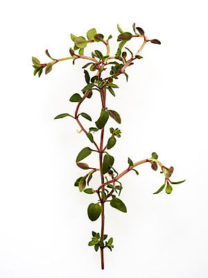 포토 JPG 스튜디오촬영 식물 백그라운드 실내 누끼 사람없음 풀 국내포토 내부 파일형식