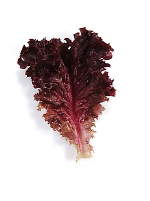 포토 JPG 스튜디오촬영 음식 백그라운드 채소 식재료 실내 누끼 사람없음 농작물 상추 쌈 쌈채소 국내포토 농업 내부 파일형식