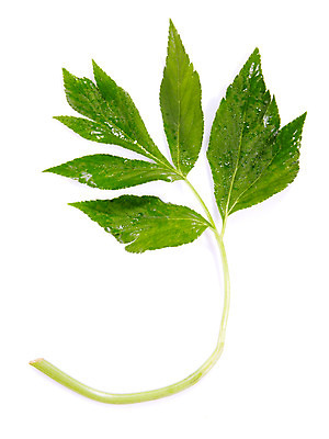 포토 JPG 스튜디오촬영 음식 백그라운드 채소 식재료 실내 누끼 사람없음 농작물 신선초 국내포토 농업 내부 파일형식