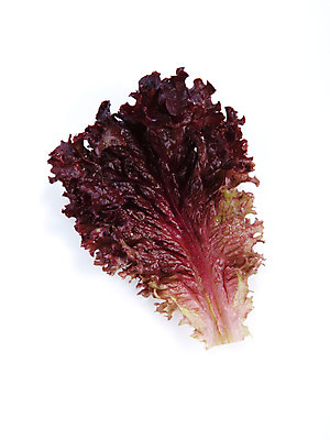 포토 JPG 스튜디오촬영 음식 백그라운드 채소 식재료 실내 누끼 사람없음 농작물 상추 쌈 쌈채소 국내포토 농업 내부 파일형식