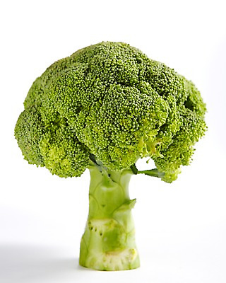 포토 JPG 스튜디오촬영 음식 백그라운드 채소 식재료 실내 누끼 사람없음 농작물 브로콜리 국내포토 농업 내부 파일형식