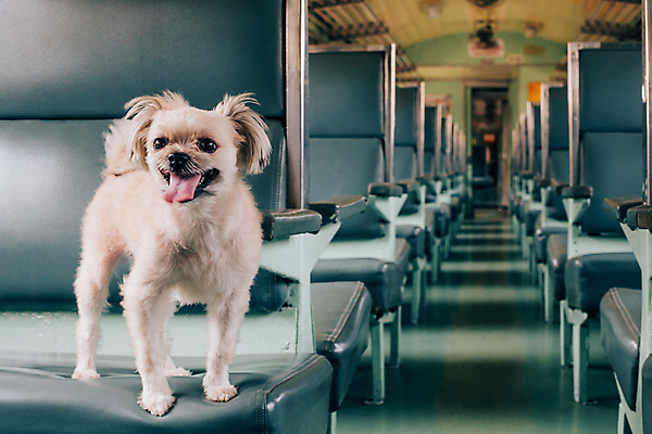 포토 JPG 해외이미지 한마리 여행 의자 실내 사람없음 반려동물 개 해외202009 해외포토 동물 1 가구 포유류 내부 파일형식