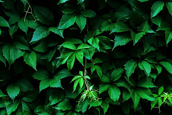 포토 JPG 해외이미지 식물 벽 백그라운드 잎 꽃무늬 자연 벽지 포도 사람없음 야외 장식 초록색 울타리 정원 어둠 활발 신선 원예 질감 포도나무 아이비 내추럴 해외202009 해외포토 꽃 컬러 컨셉 무늬 과일 취미 담장 과일나무 생태계 파일형식