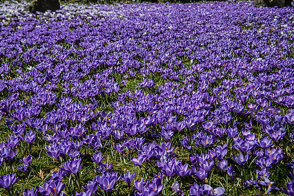 포토 JPG 해외이미지 공원 꽃잎 꽃 사람없음 초록색 파란색 노란색 보라색 봄 화단 해외202009 해외포토 식물 계절 공공시설 컬러 파일형식