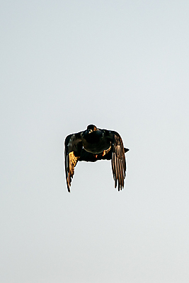 포토 JPG 해외이미지 모양 동물 디자인 실루엣 종교 야생동물 백그라운드 날개 통신 자연 조류 하늘 사람없음 파란색 평화 침묵 회색 자유 흰색 비행 레이싱 화려 그룹 메시지 깃털 비둘기 부리 내추럴 구성 단아함 무료 엘리먼트 해외202009 해외포토 컬러 컨셉 촬영기법 시합 소리 생태계 파일형식