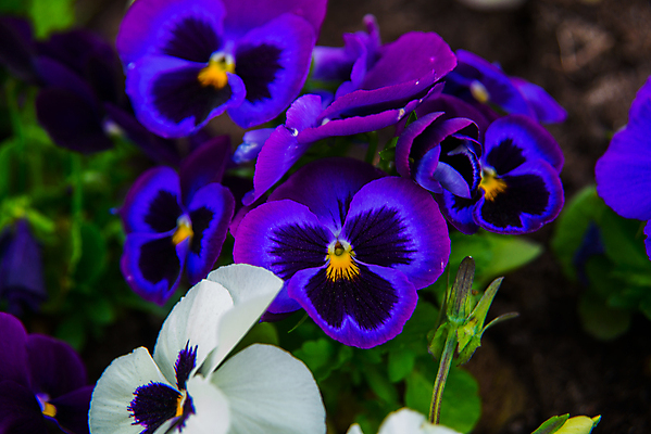 포토 JPG 해외이미지 식물 꽃잎 꽃 꽃다발 결혼 백그라운드 잎 꽃무늬 자연 사랑 사람없음 장식 초록색 여름 파란색 컬러풀 노란색 정원 보라색 봄 낭만 벚꽃 흰색 신선 개화 제비꽃 원예 러시아 내추럴 비올라 현실 해외202009 해외포토 계절 감정 유럽 컬러 컨셉 무늬 이벤트 취미 생태계 파일형식 찰현악기